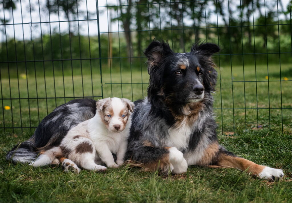 Hundmamma som ligger i gräset med sin valp lutad mot sig