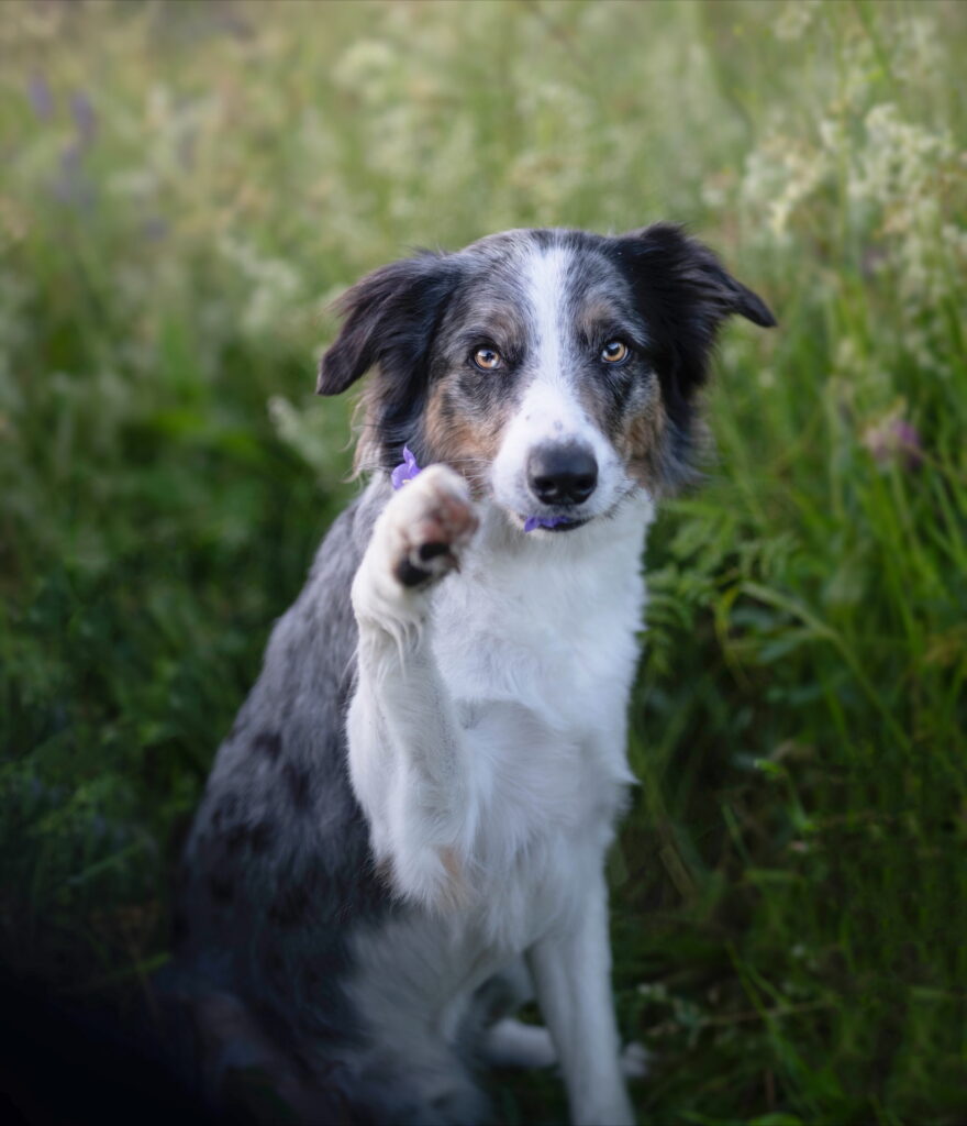 Hund av vallhundstyp som sitter i grönskande miljö och lyfter en framtass